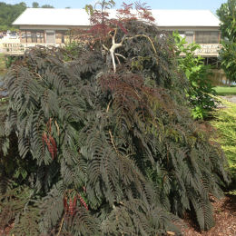 Albizia pleureur 'Chocolate Fountain'